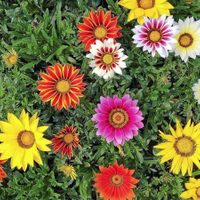 Secretos y cuidados de las Gazanias, la planta que llena de colores tu jardín y que es prima de las margaritas