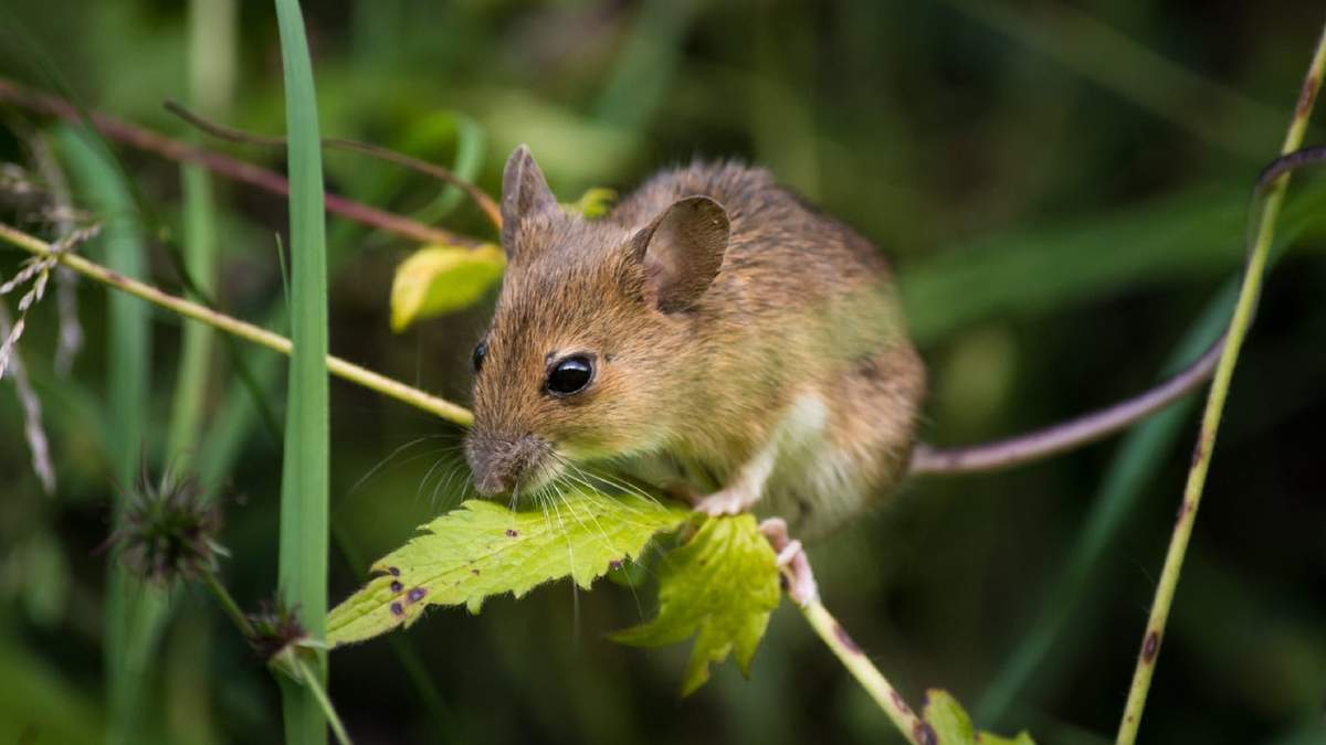El vector del hantavirus son los roedores. fuente: (Twitter)