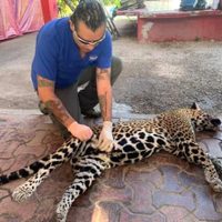 Atropellan y matan a jaguar que estaba embarazada en zona de desmonte del Tren Maya