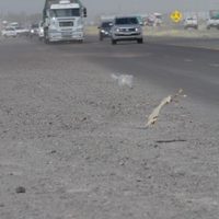 Tiempo en Neuquén: domingo más fresco y con viento