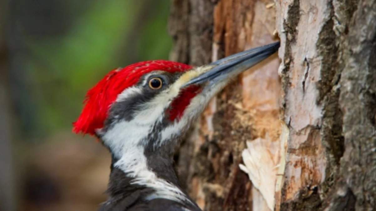 Curiosidades sobre el pájaro carpintero. Fuente: (X)