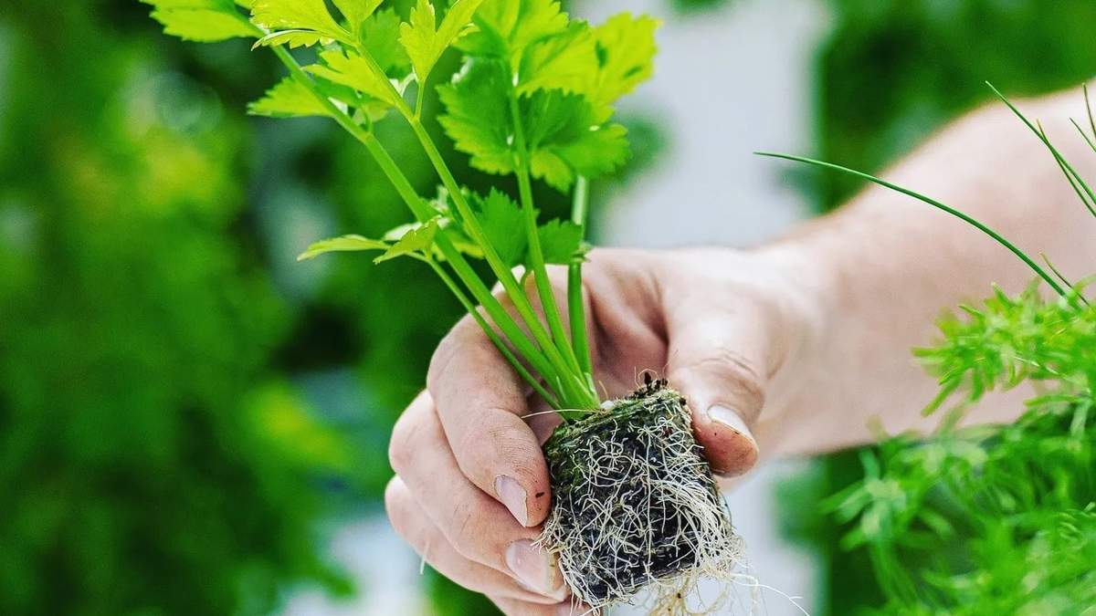 Planta. Fuente: (Instagram).