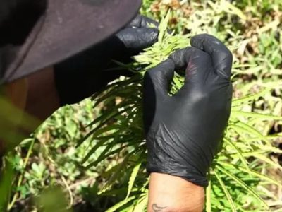 El Gobierno reglamentó la ley de cannabis: en qué rubros se podrán producir y qué licencias tendrán