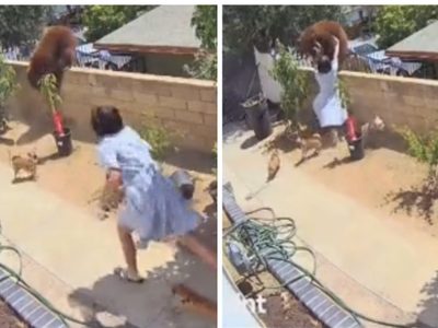 Una joven empuja a un oso para salvar a sus mascotas y se vuelve viral (Video)