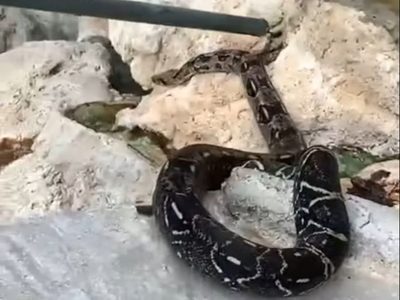 Boa constrictor es captada en las aguas termales de las Grutas de Tolantongo (Video)
