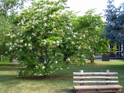 El árbol de bellas flores, muy similares a las Orquídeas, que es ideal para poner en la vereda o en tu jardín
