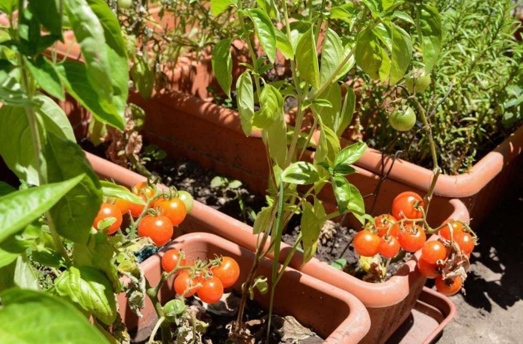 Cultivar hortalizas en el balcón. Fuente: (Twitter)