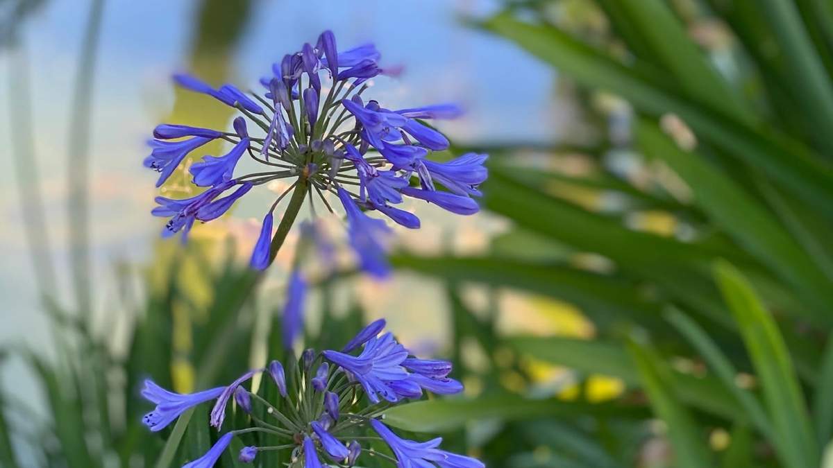 Plantas, agapantus. Fuente: (Instagram)