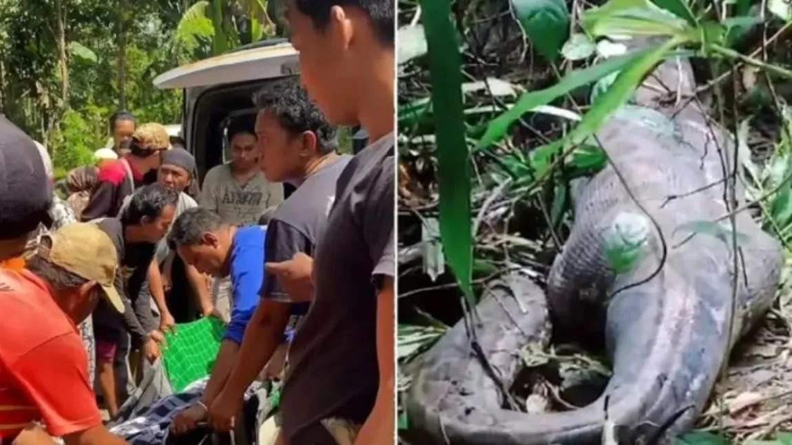 Pitón devora mujer en Indonesia