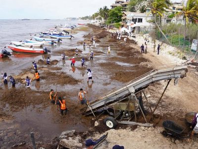 Sargazo llega al Caribe mexicano en cifras nunca antes vistas