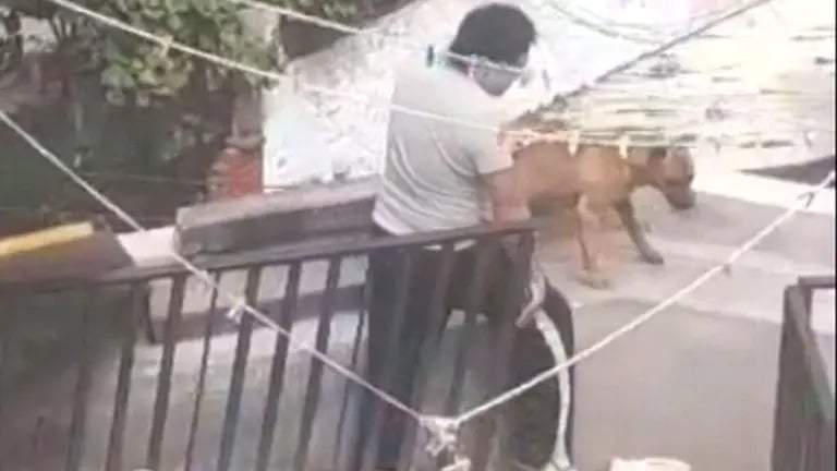 Rescatan a tres perros víctimas de maltrato animal en alcaldía Álvaro Obregón