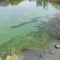 Alerta Roja de la AIC por la presencia de algas contaminantes en el lago Mari Menuco, Los Barreales y El Chocón