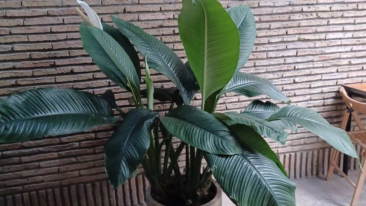 Plantas. Fuente:(X).