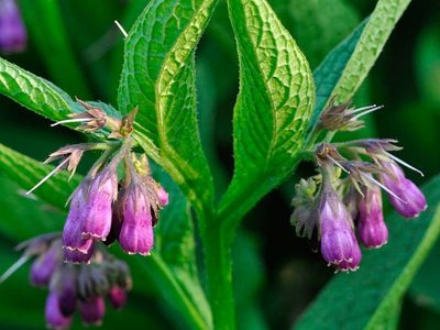 La planta que todo lo cura y pocos conocen: mejora tu salud y mantiene el jardín libre de plagas