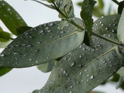 El truco para que tus plantas de Eucalipto duren más tiempo y puedas disfrutar de su olor en casa