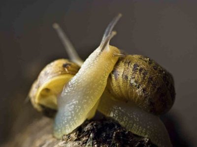 Sin gastar fortuna, el repelente natural para mantener alejados a los caracoles y babosas de tu huerta