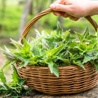 La planta que crece en tus macetas y que todos detestan, pero no deberían cortarla jamás