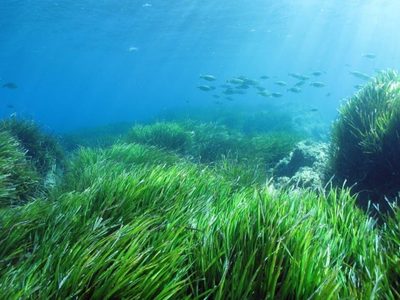 De la piel al fondo del mar: los químicos de protectores solares se acumulan en el Mediterráneo