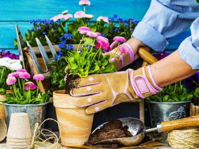 No tires los restos de estos alimentos y usalos de esta forma para que tus plantas se vuelvan hermosas