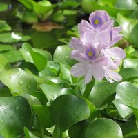 Plantas: si tenés un Jacinto de agua, así debés cuidarlo para que esté sano y dure mucho tiempo