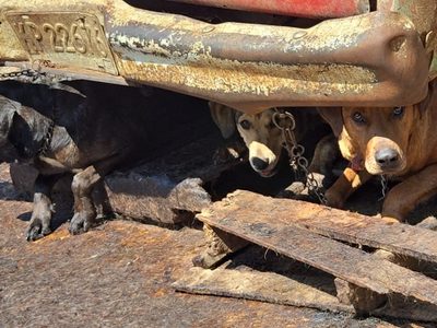 Aseguran carnicería en el Edomex por presuntamente vender carne de perro