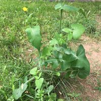 La planta con flores que encontrás en todos lados y quizá no sabés que es comestible