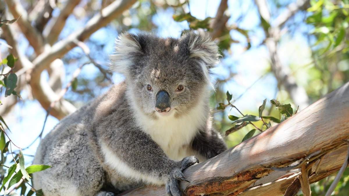 Australia sacrifica 750 koalas desde helicópteros: conoce el motivo del controvertido operativo.