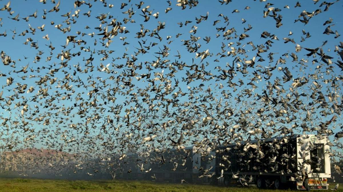 La liberación de palomas en Zapala se enmarca en el Concurso Nacional de Palomas Mensajeras. Fuente: (Twitter)