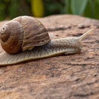 Mitos y verdades sobre los caracoles: el enemigo silencioso que ataca a las plantas de tu jardín