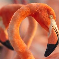 Hagerman reúne a Julieta Venegas en “Flamingos”, documental sobre las aves de Yucatán