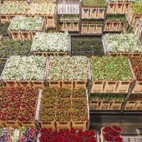 Se marchita la industria de la floricultura
