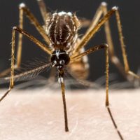 El brote de dengue alcanzó su mayor registro histórico en el país