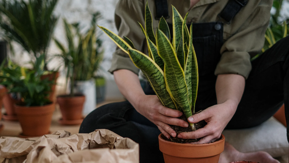 Plantas. Fuente: (X)