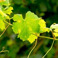 La planta que irradia belleza por sus flores y es un tesoro para la salud cardiovascular