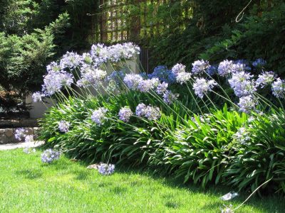 La razón por la que no deberías cortar las varas florales de los Agapanthus y dejarlas que se sequen