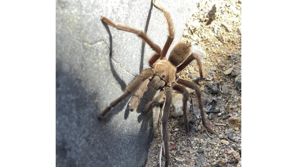 Una tarántula