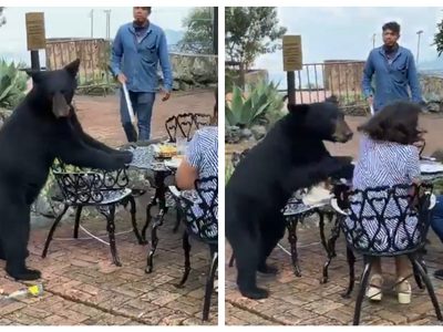 Oso ataca a una mujer en el Parque Ecológico de Chipinque, en Nuevo León (Video)