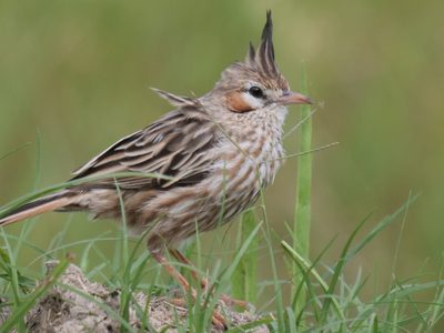 Curiosidades sobre el Crestudo: el ave pequeña y tímida que utiliza su canto como herramienta de defensa