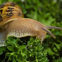 Súper efectivo y sin usar químicos: conocé el secreto para alejar a los caracoles de tu jardín