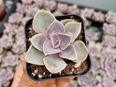 Madreperla: cómo cuidar esta hermosa suculenta que es muy resistente al frío