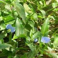 La planta que crece como yuyo en tu jardín, pero que es un tesoro para tu salud digestiva