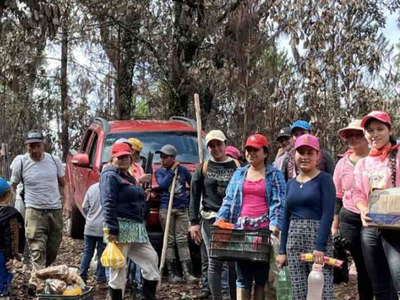 Reforestan con pinos parcelas donde cultivaban amapola en la sierra de Guerrero