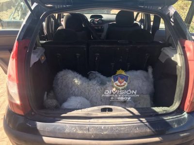 La Policía recuperó siete chivos vivos en el baúl de un automóvil, tras ser robados