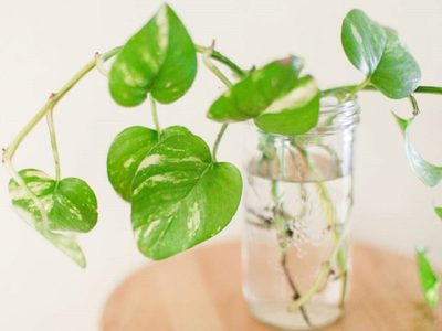 El truco viral que no falla para que tus plantas no se pudran cuando las dejás en agua