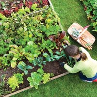 Comienza plan de Agricultura Urbana en San Patricio del Chañar