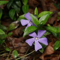 3 plantas ideales para el verano y que tienen las flores más hermosas que toleran el sol directo