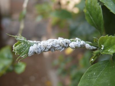 Guía definitiva para eliminar la cochinilla algodonosa de tus plantas