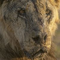 Asesinato de leones destaca el conflicto entre humanos y vida silvestre en África