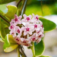 5 exóticas plantas que son muy difíciles de conseguir pero son como una joya para tu hogar