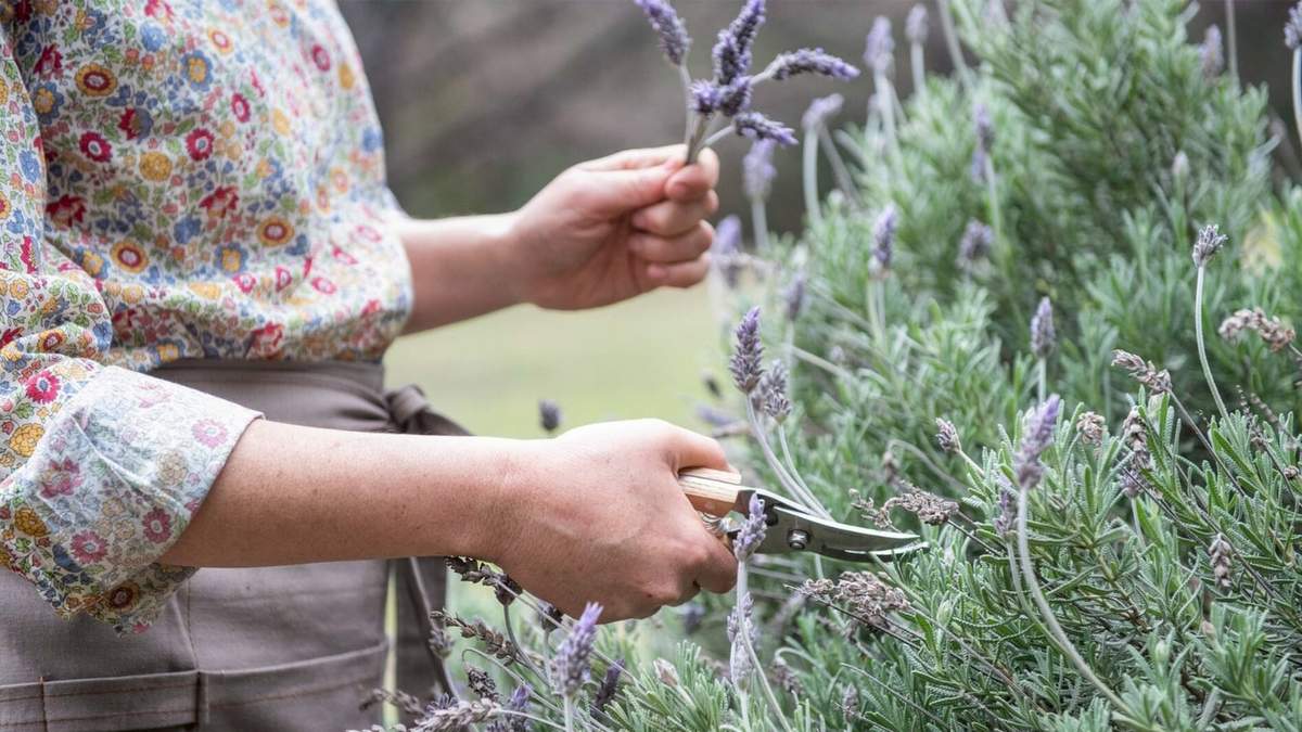 Lavanda. Fuente: (X)